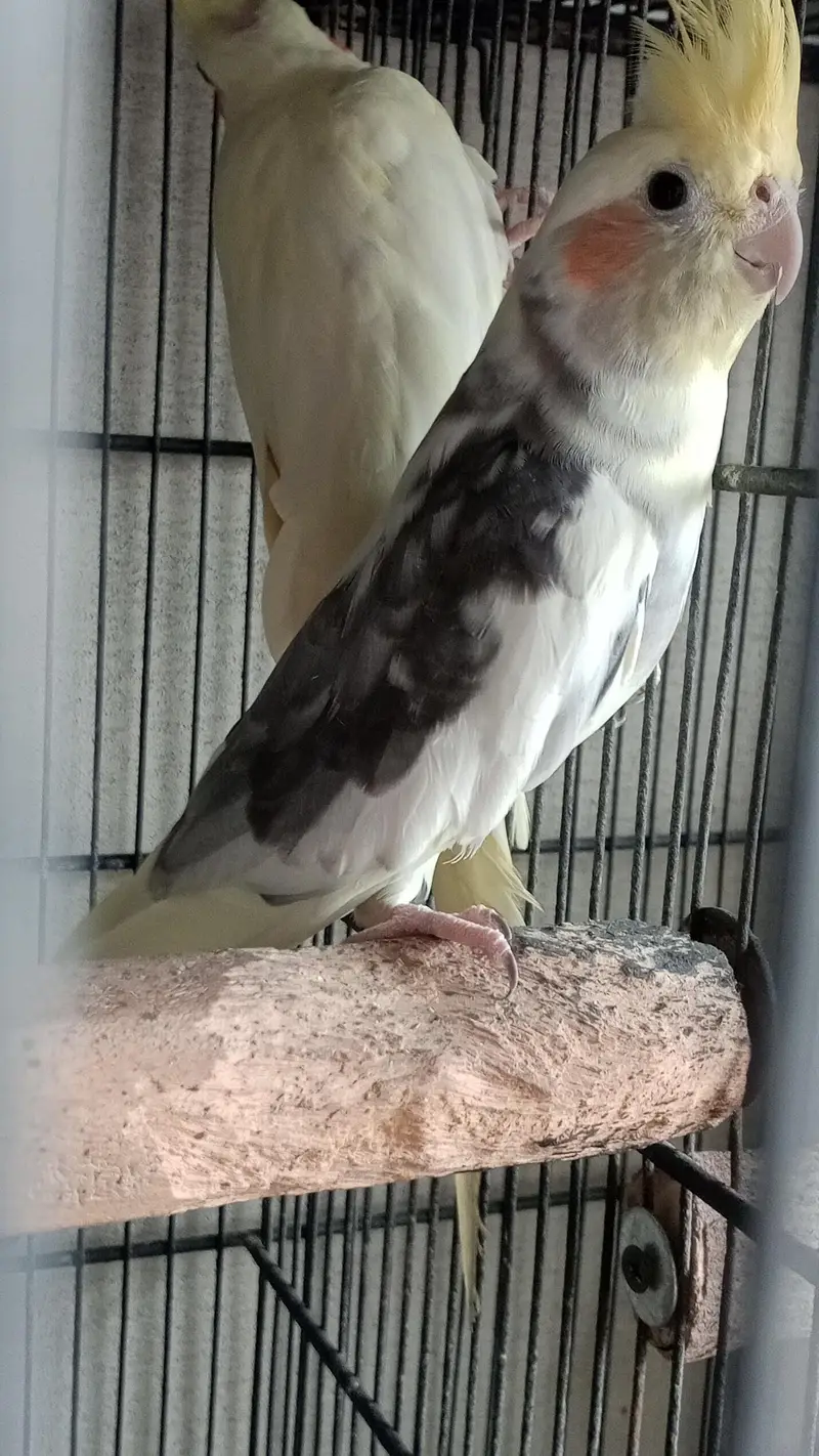 Read description Exchange for white and blue ringneck — photo 8