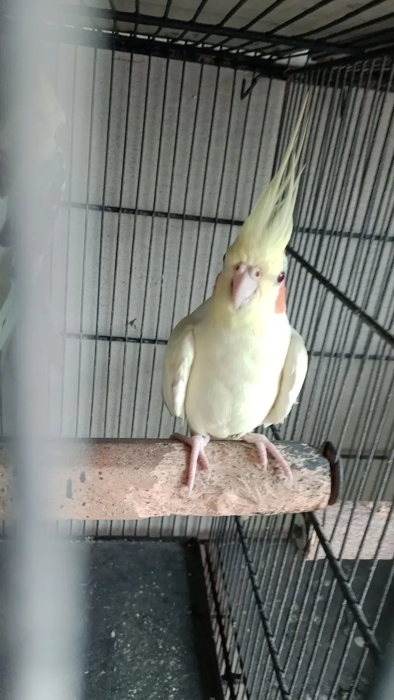 Read description Exchange for white and blue ringneck — photo 9