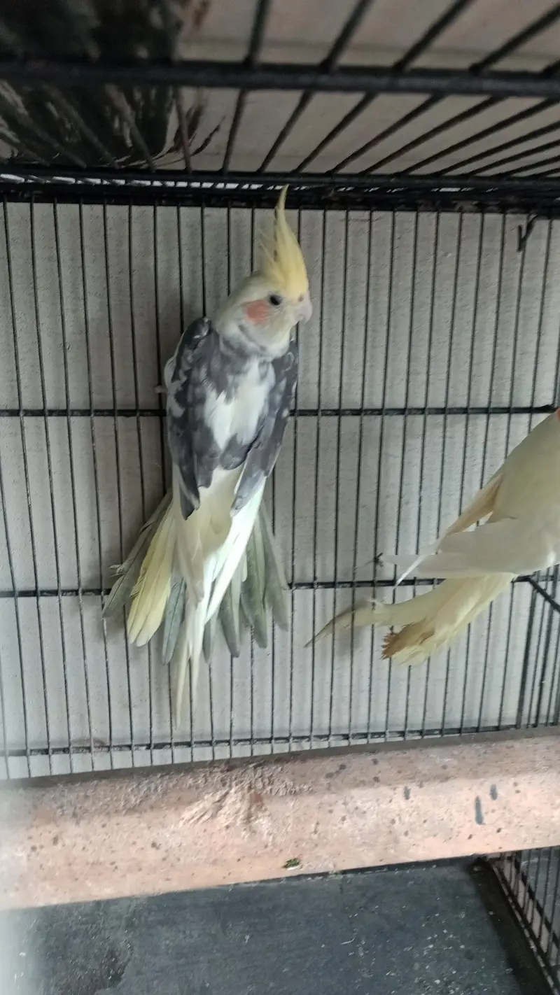 Read description Exchange for white and blue ringneck — photo 10