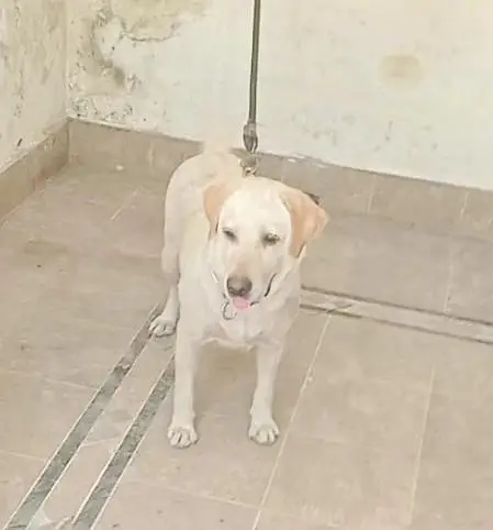 Labrador breedr female for sale — photo 2