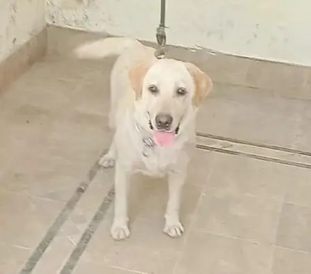 Labrador breedr female for sale — photo 3