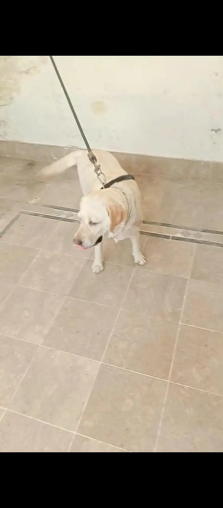 Labrador breedr female for sale — photo 4