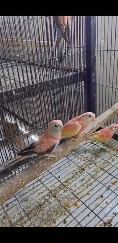 Budgies N Australian Parrots For Sell