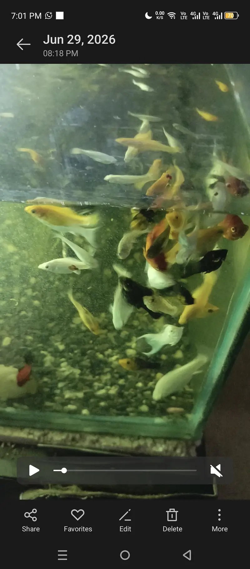 Mollies and guppies for sale