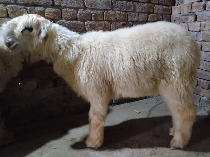 mundri female