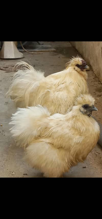 White silkie breeder pair is up for sale.