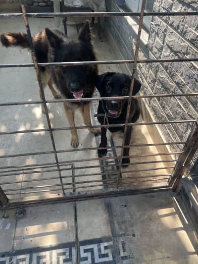 Dog for sale