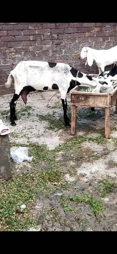 dasi bakri gaban 03098289032