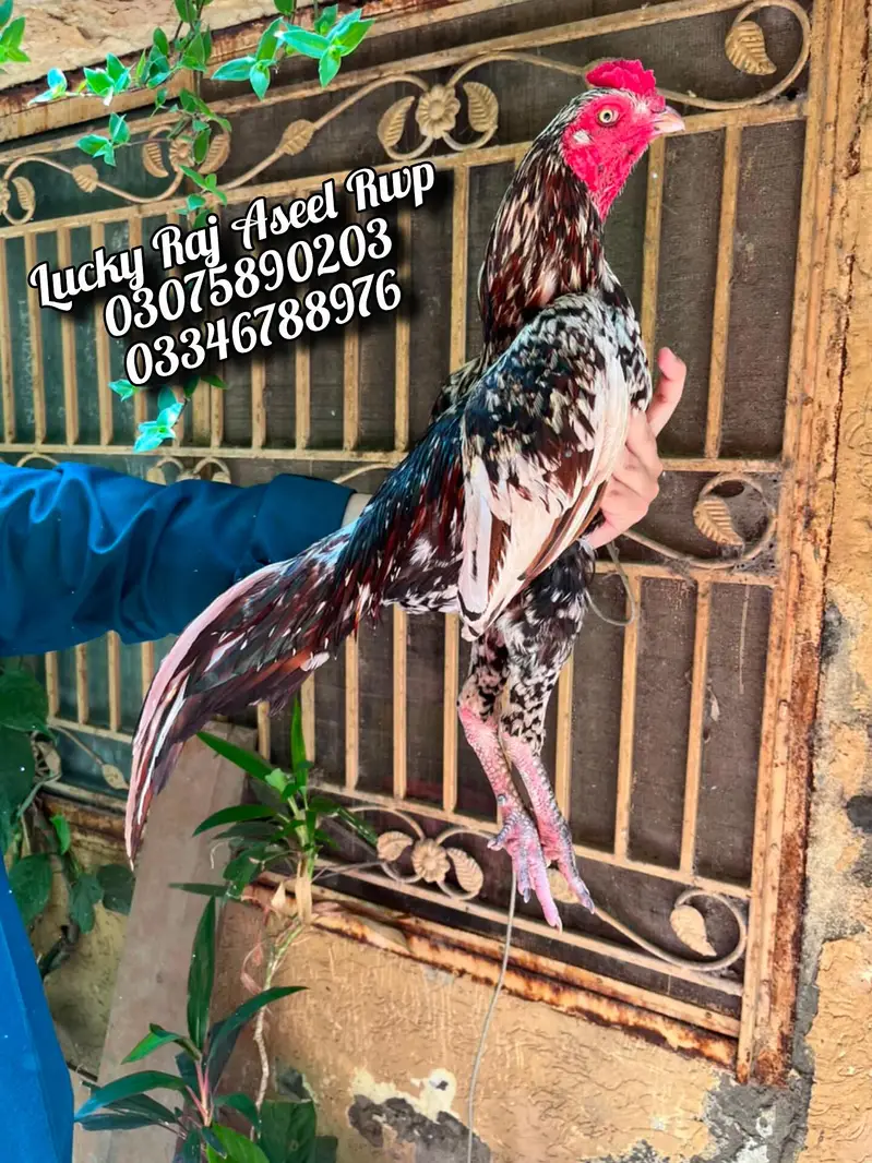 Aseel Murga — photo 4