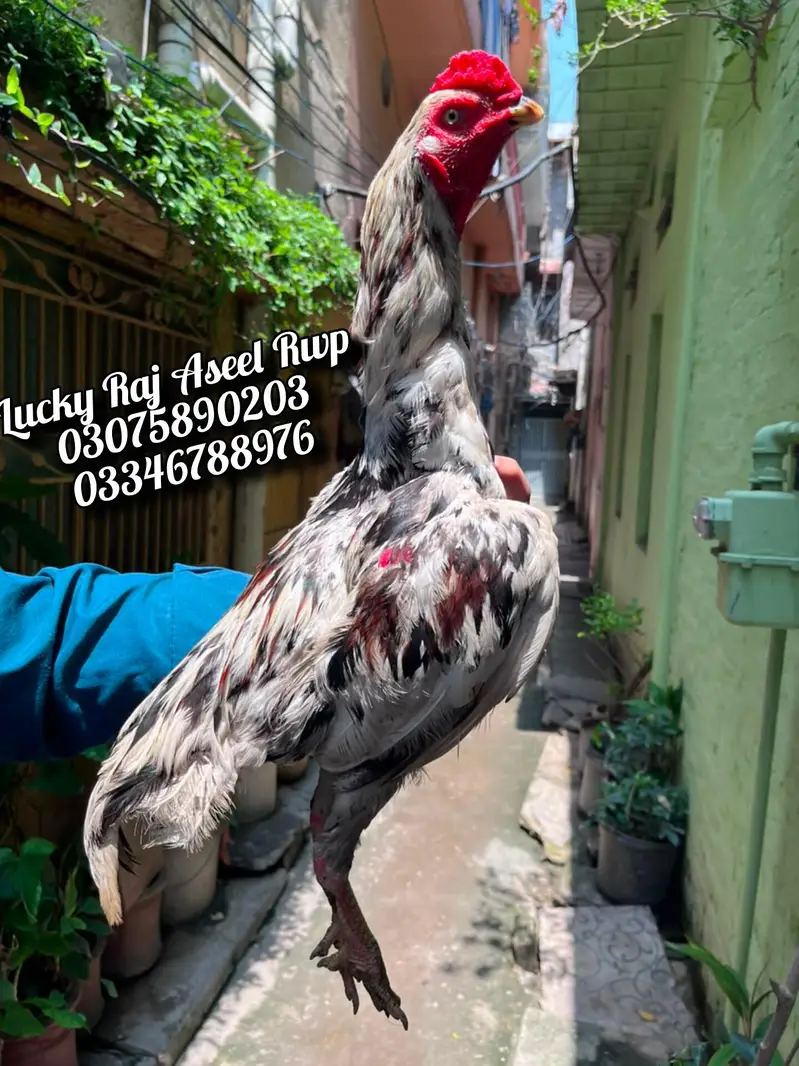 Aseel Murga — photo 6
