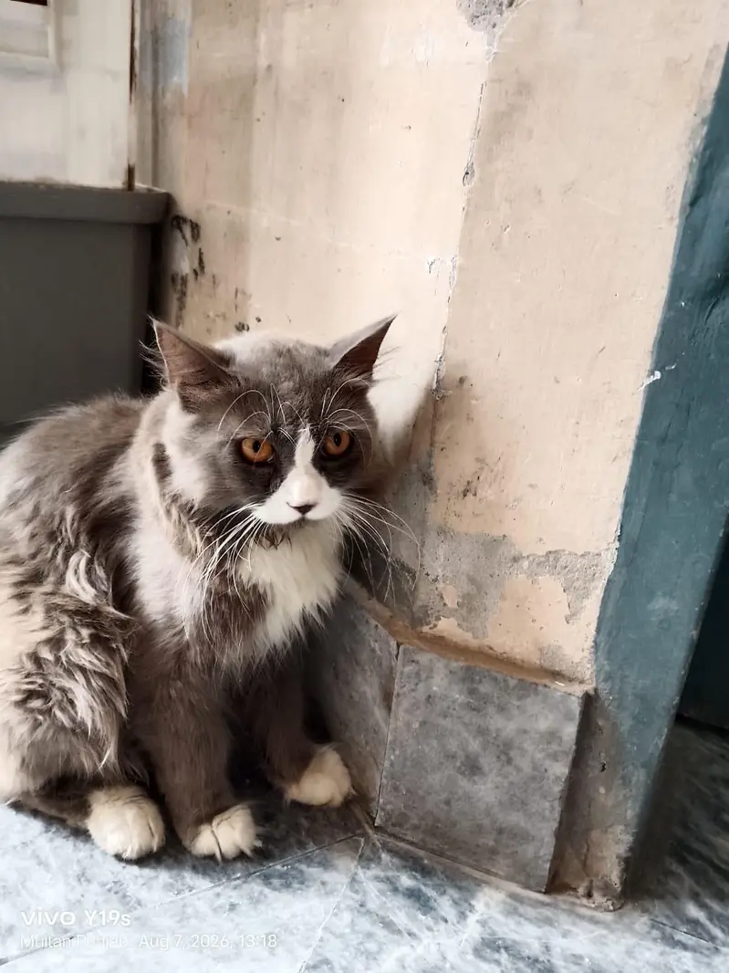 Local Persian cat — photo 5