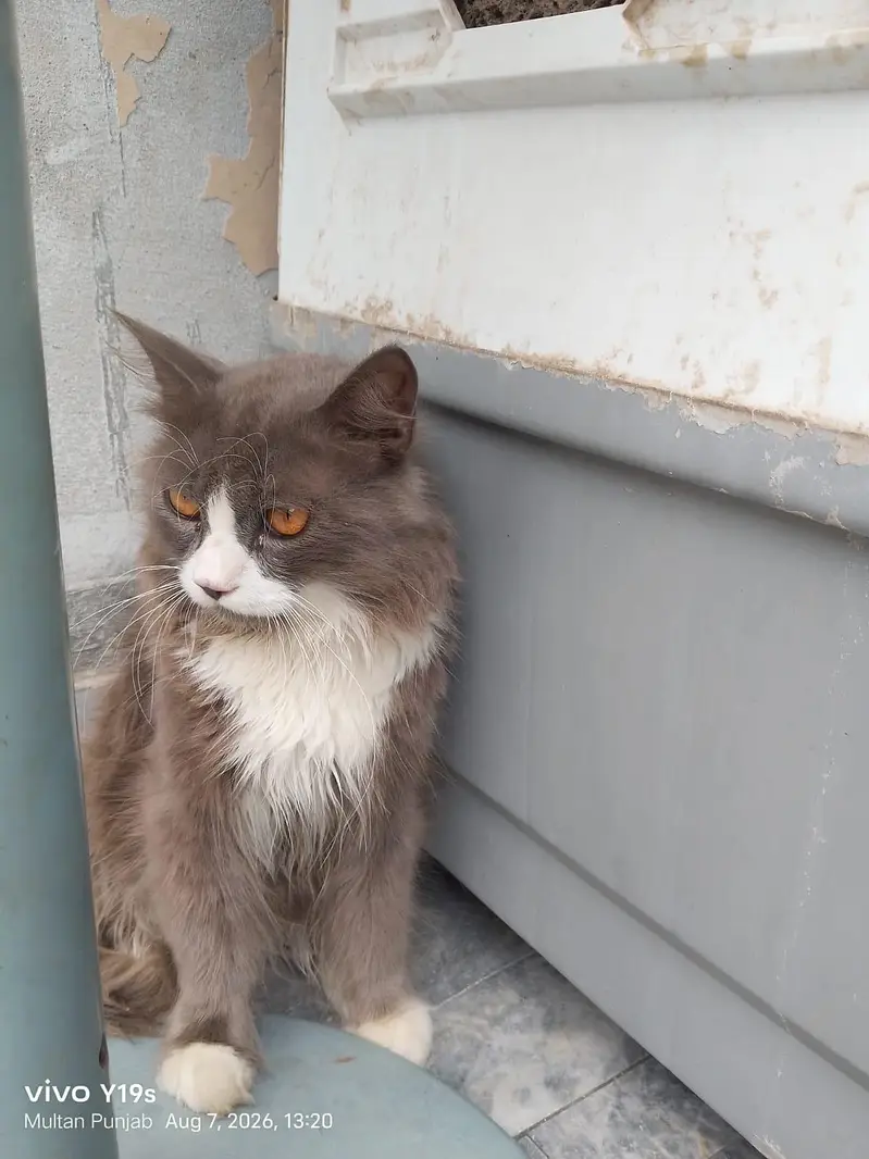 Local Persian cat — photo 6