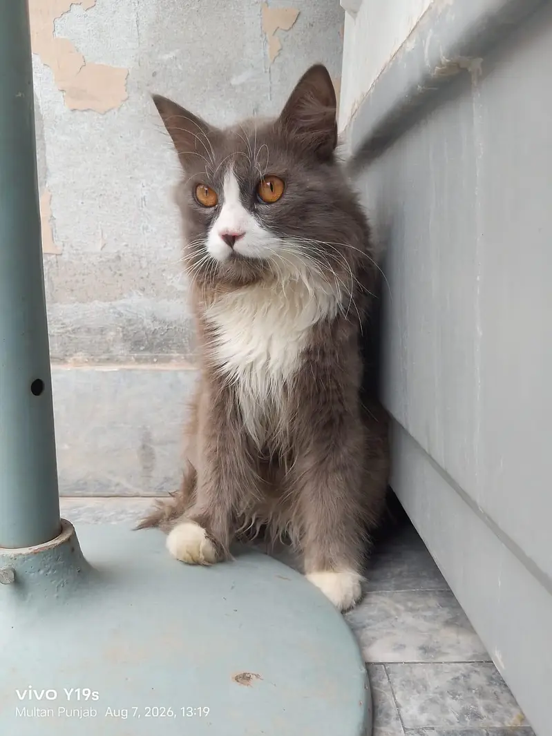 Local Persian cat — photo 7