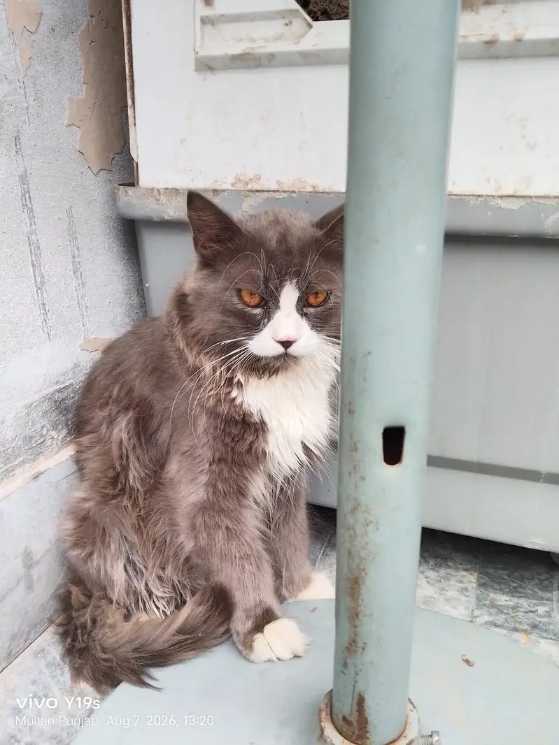 Local Persian cat — photo 8