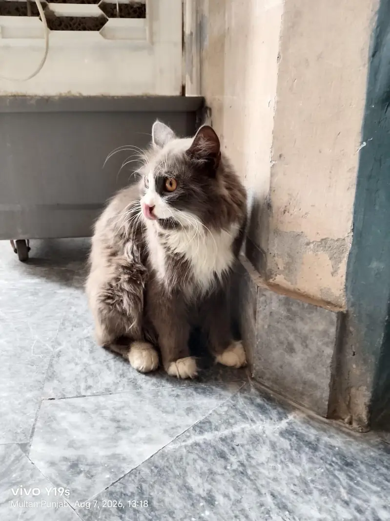 Local Persian cat — photo 9