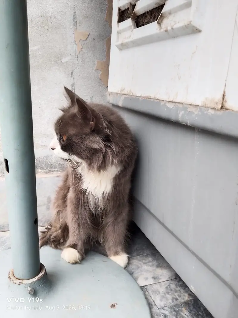 Local Persian cat — photo 10