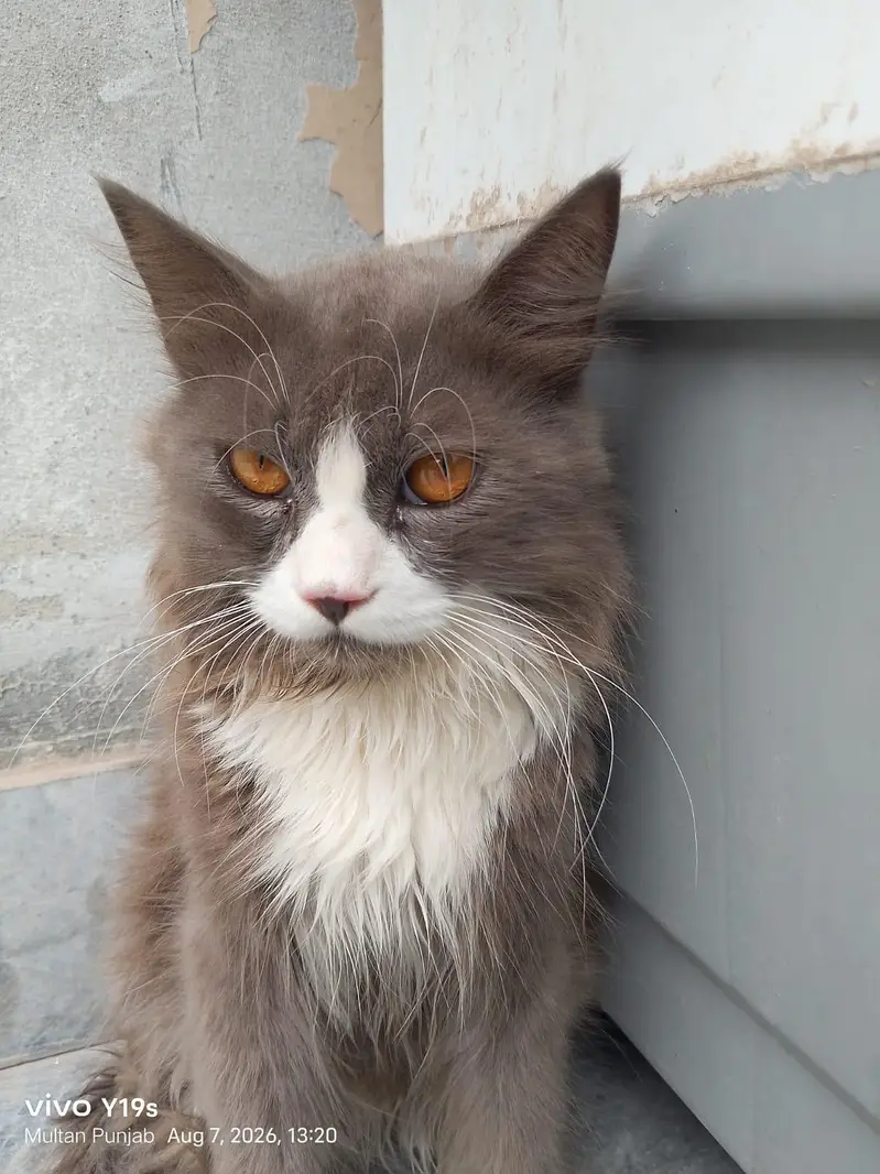 Local Persian cat — photo 11