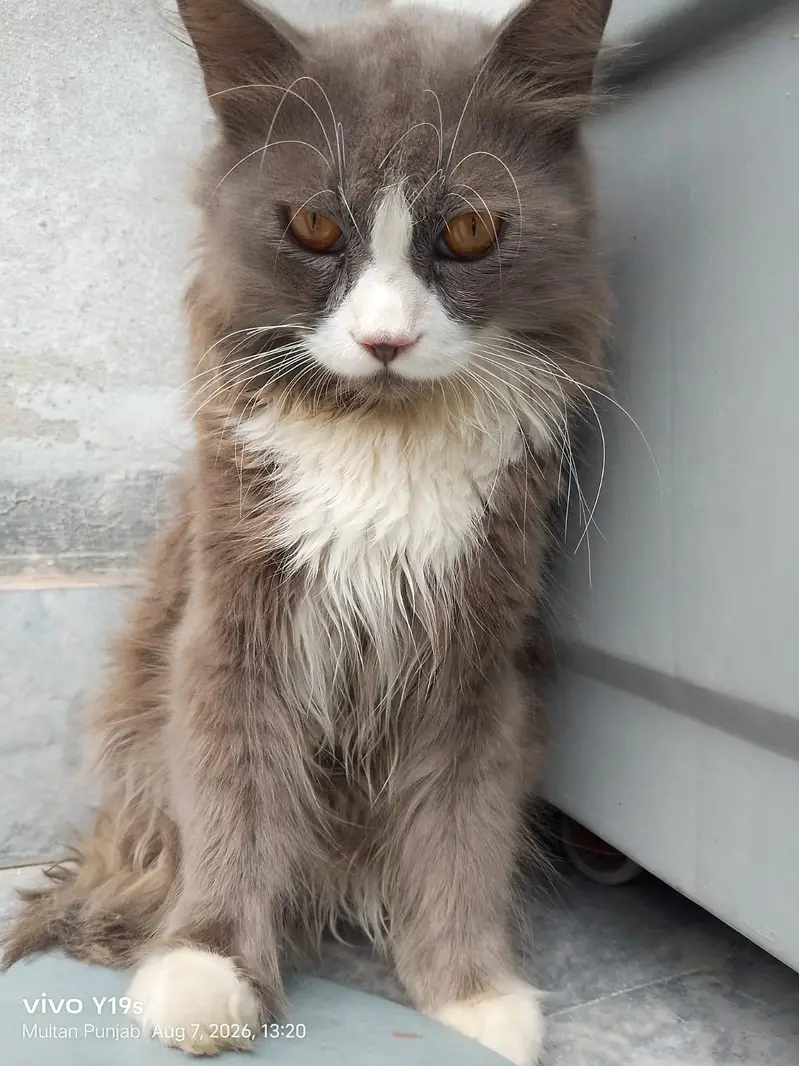 Local Persian cat — photo 12