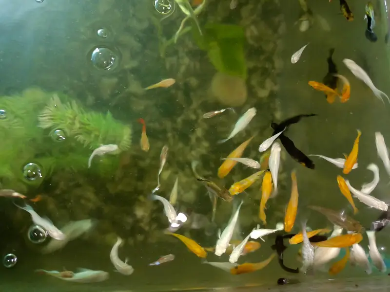 Mollies and guppies for sale — photo 2