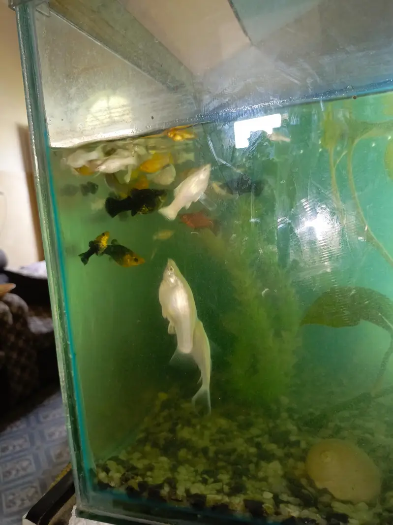 Mollies and guppies for sale — photo 3