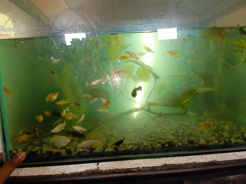 Mollies and guppies for sale — photo 4
