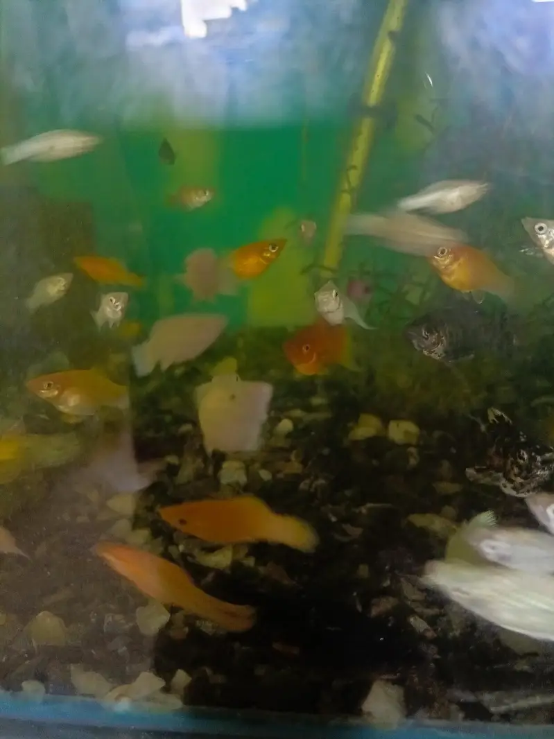 Mollies and guppies for sale — photo 5