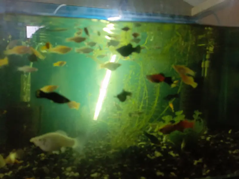 Mollies and guppies for sale — photo 6