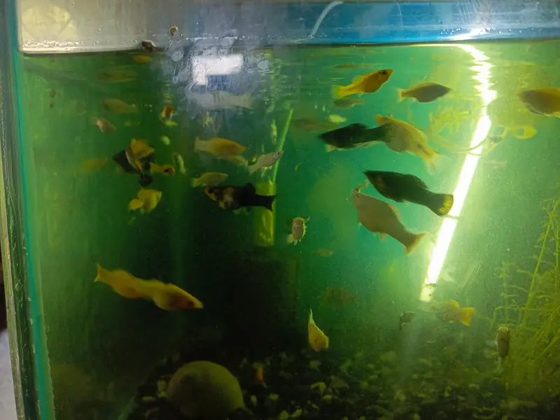 Mollies and guppies for sale — photo 7