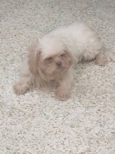 shih tzu| Shihtuzu | toy breed dog| puppies| dog | long hair shih tzu