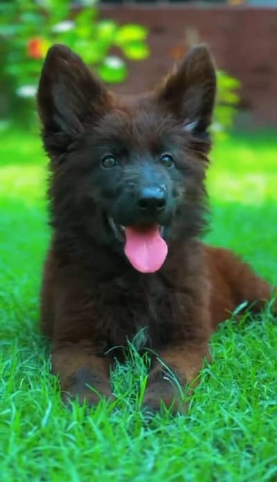 black German shepherd