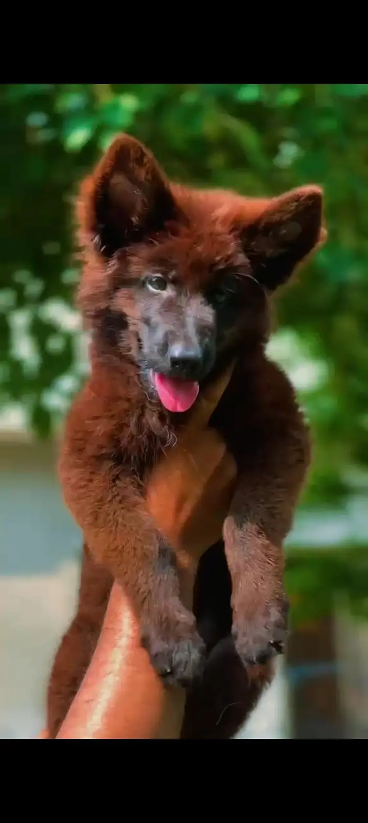 black German shepherd — photo 4