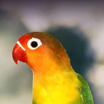 Fisher parrot fitcher albino green Fisher White albino