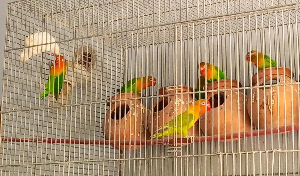 Fisher parrot fitcher albino green Fisher White albino — photo 2