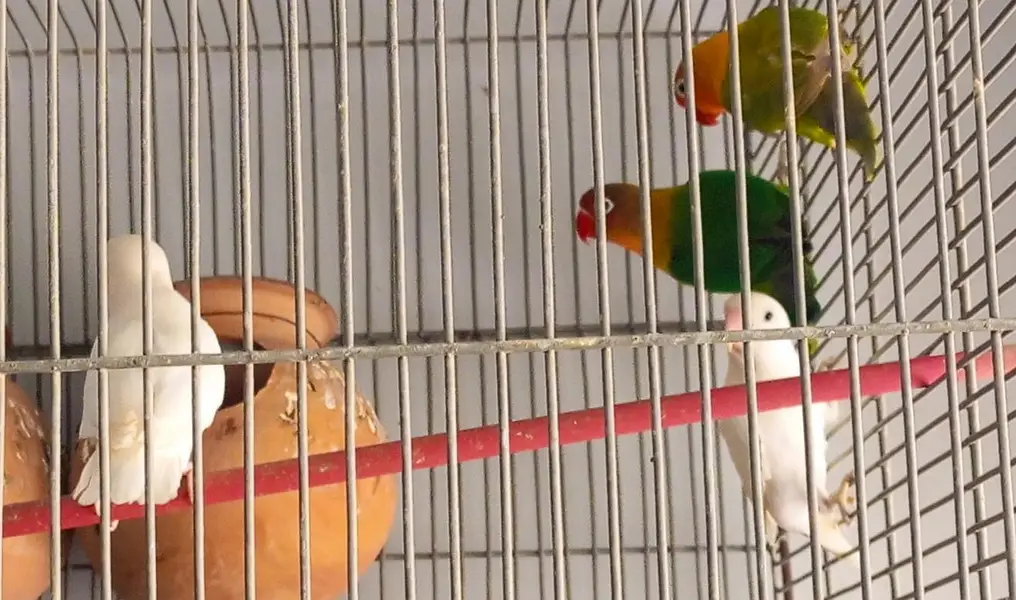 Fisher parrot fitcher albino green Fisher White albino — photo 3