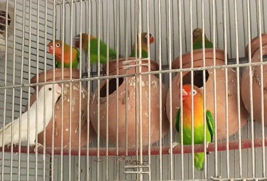 Fisher parrot fitcher albino green Fisher White albino — photo 4