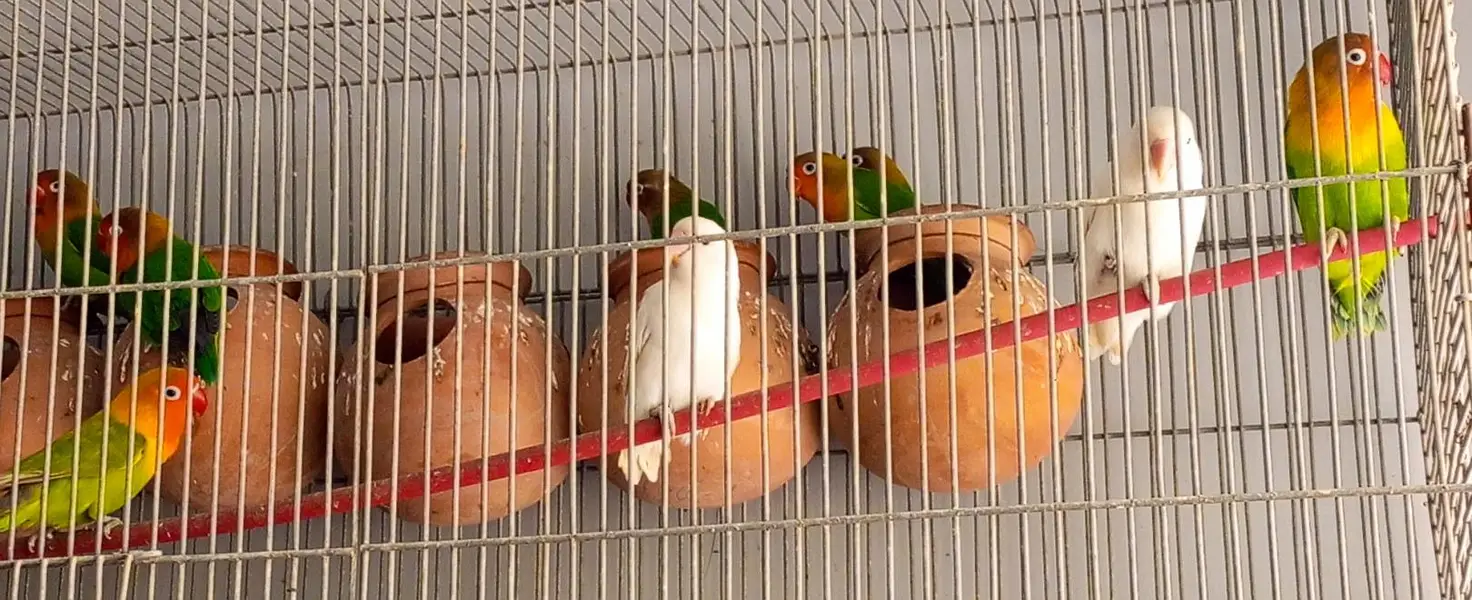 Fisher parrot fitcher albino green Fisher White albino — photo 5