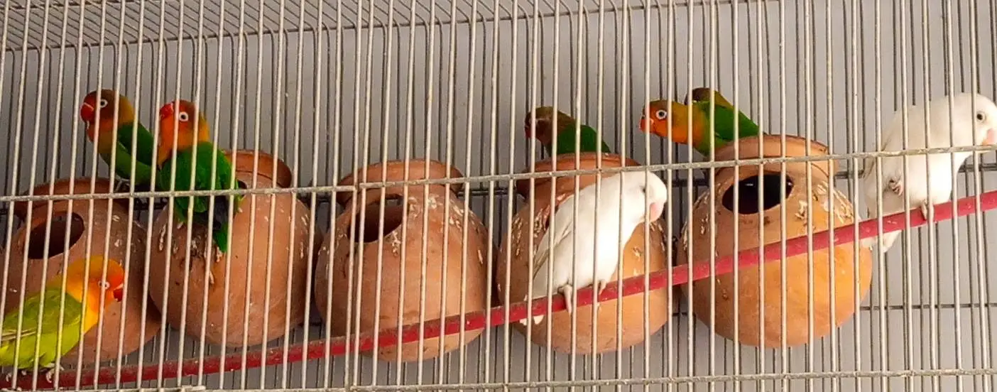 Fisher parrot fitcher albino green Fisher White albino — photo 6
