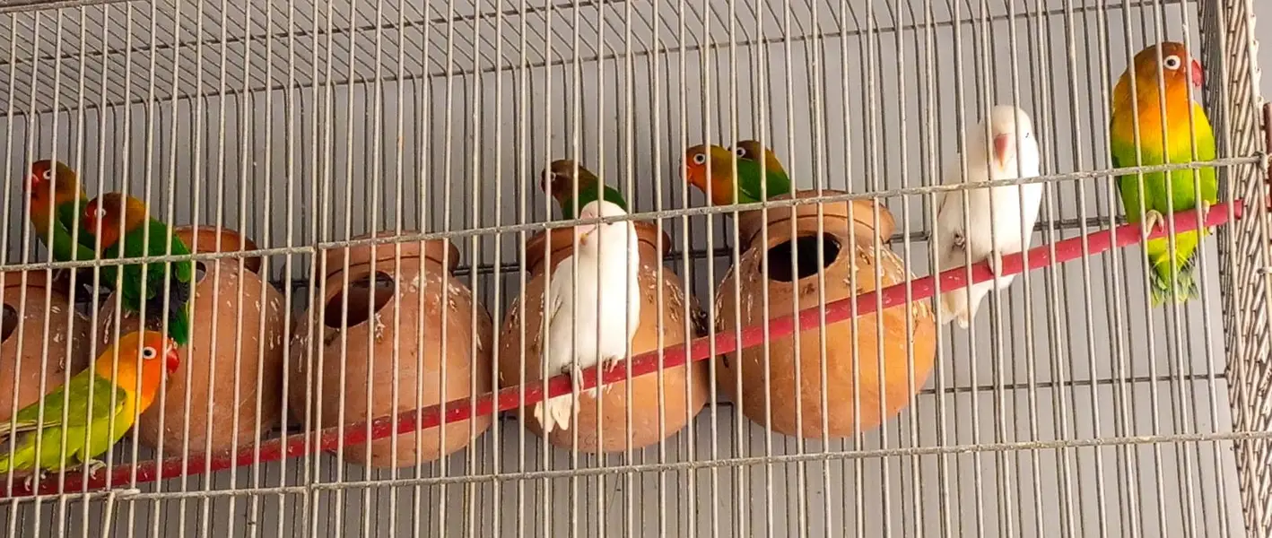 Fisher parrot fitcher albino green Fisher White albino — photo 7