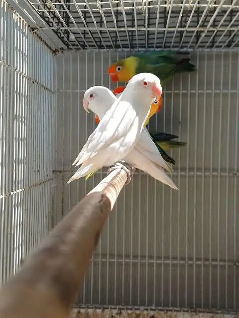 Fisher parrot fitcher albino green Fisher White albino — photo 8