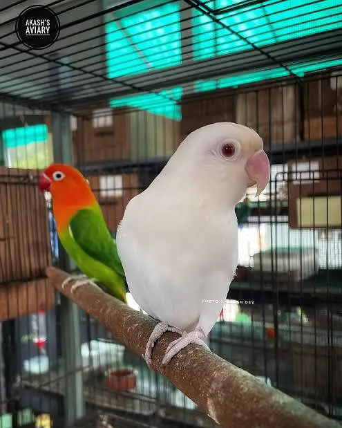Fisher parrot fitcher albino green Fisher White albino — photo 9