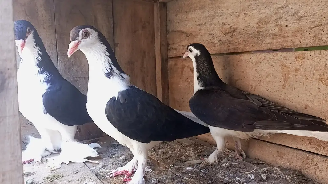 Sherazi Multani Breedair Pair with one self chiks
