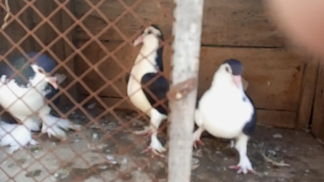 Sherazi Multani Breedair Pair with one self chiks — photo 2