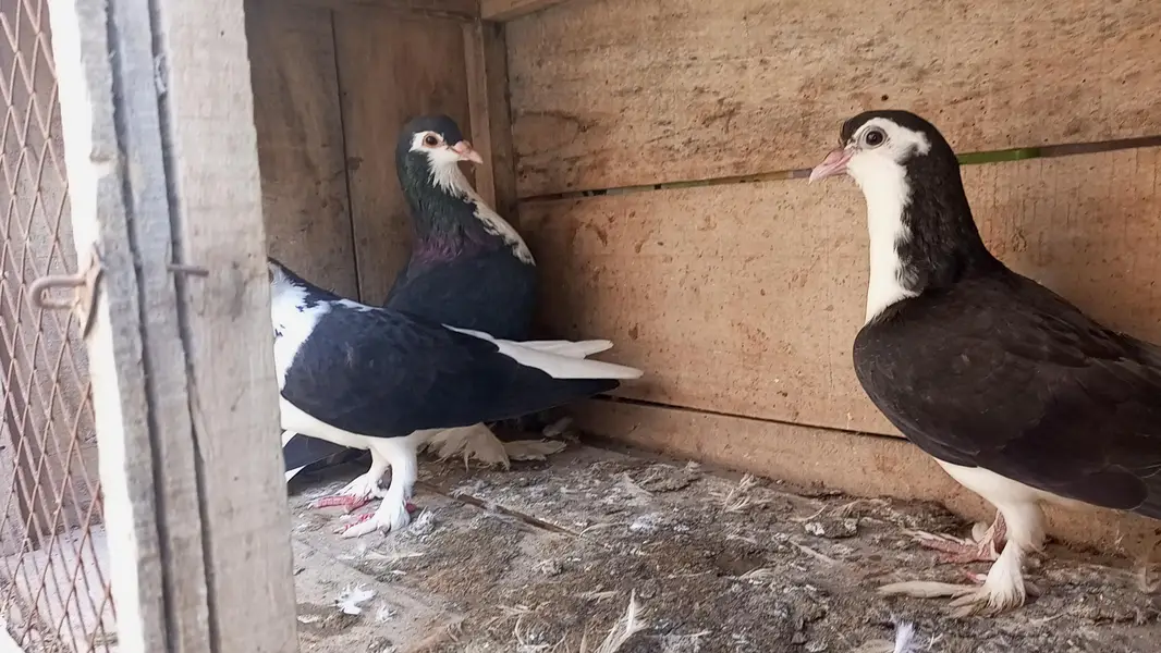 Sherazi Multani Breedair Pair with one self chiks — photo 3
