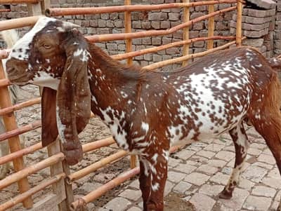 2 male goats