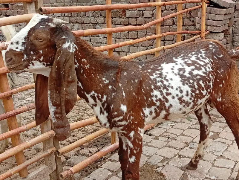 2 male goats