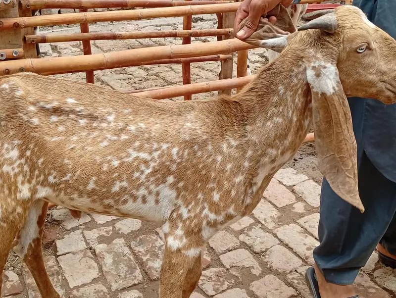 2 male goats — photo 2