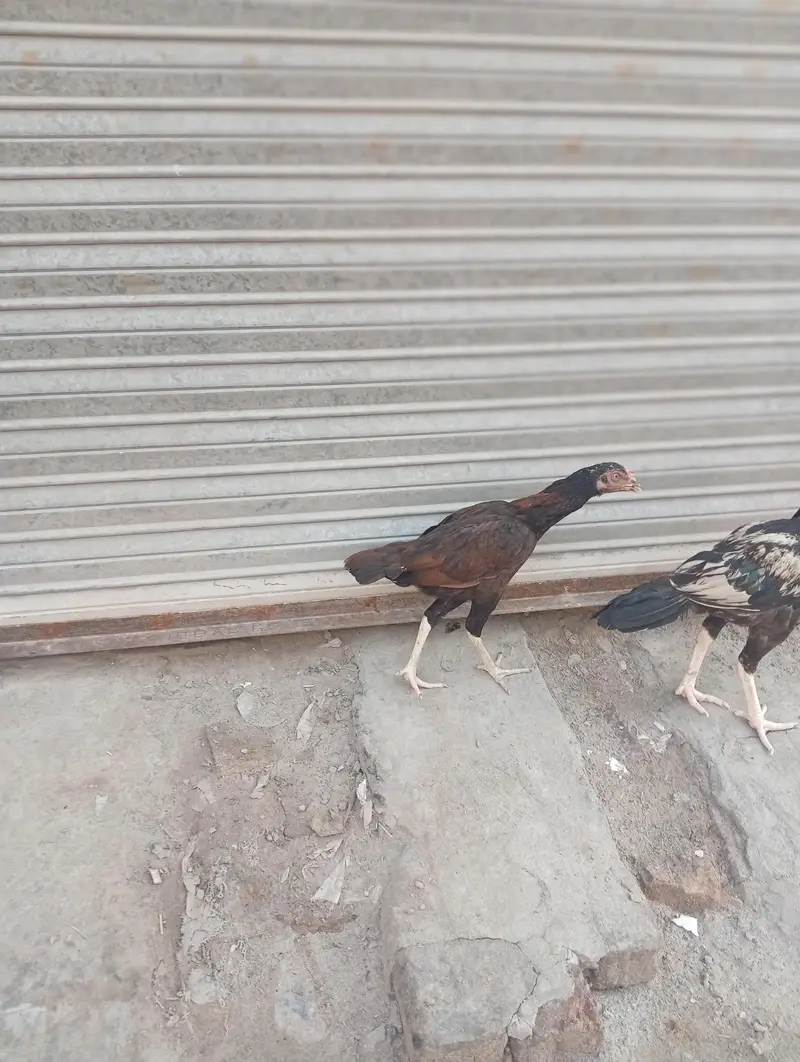 Aseel — photo 3