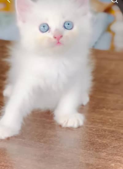 Persian kitten triple Qout. for. . sale my WhatsApp03493731440