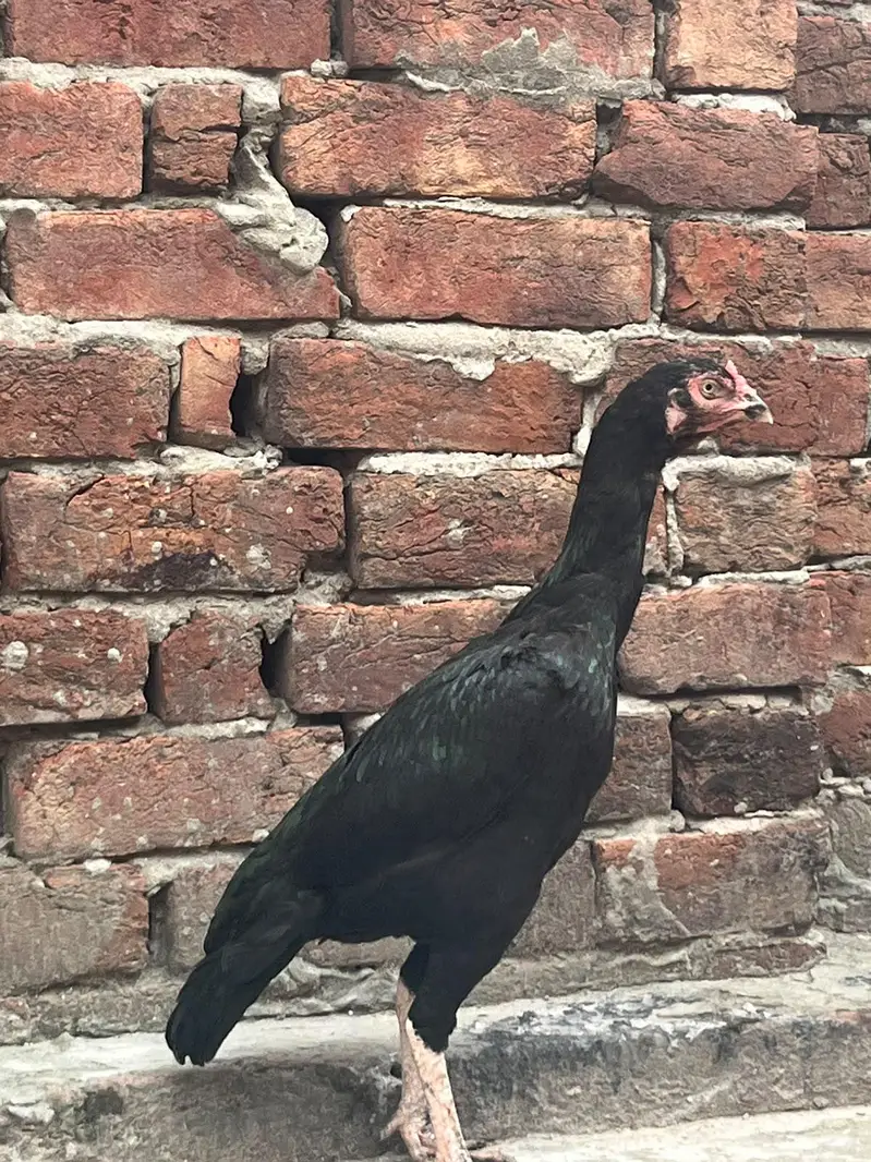 aseel hens — photo 2