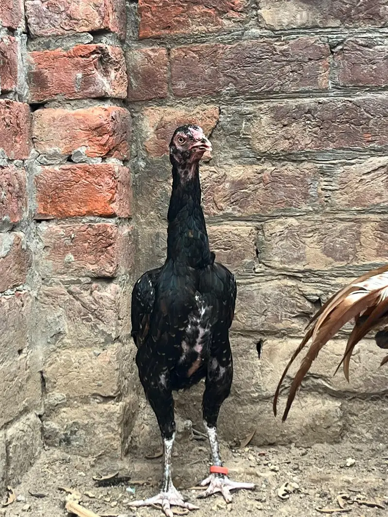 aseel hens — photo 3